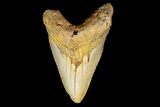 Fossil Megalodon Tooth - North Carolina #158194-2